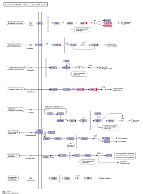 图14  变异基因通路代谢图