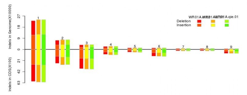 图9  基因组ζ和编码区域InDels分布图
